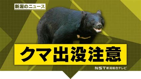 【クマ出没注意】阿賀町の県道でクマ1頭（体長70cm）を目撃 付近には民家も【新潟】 新潟ニュース Nst