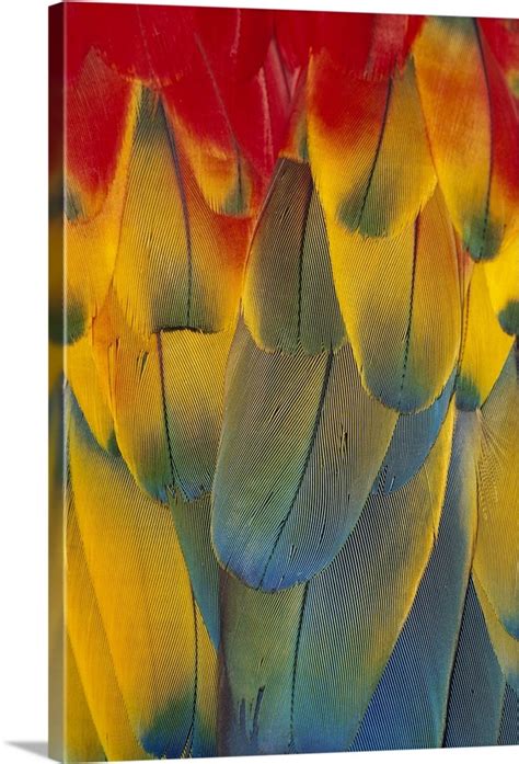 Scarlet Macaw Ara Macao Close Up Of Colorful Feathers Wall Art Canvas Prints Framed Prints