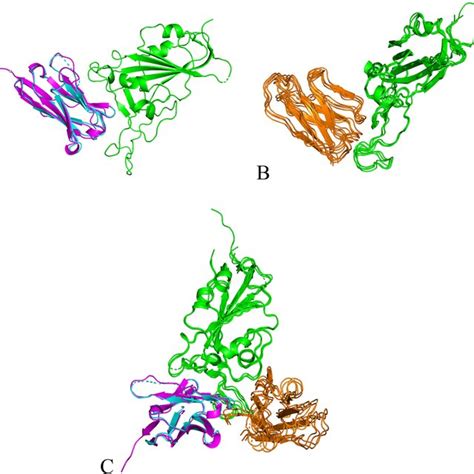 Putative Binding Mode Between Sars Cov S Receptor Binding Domain