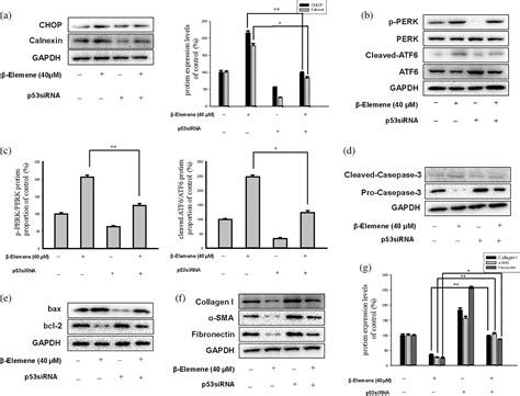 β‐elemene Induces Apoptosis By Activating The P53 Pathway In Human