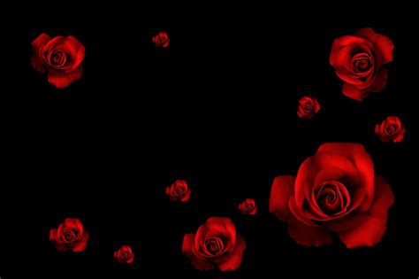 Download Black Aesthetic Fully Bloomed Red Roses Laptop Wallpaper