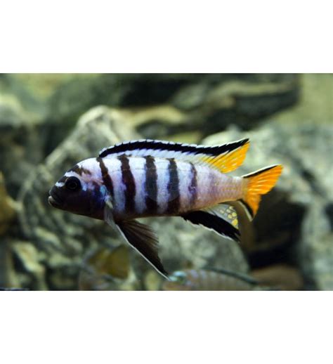 Pseudotropheus Elongatus Mpanga