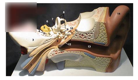 Special Senses Ear Just Labeling Diagram Quizlet