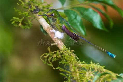 The Booted Racket-Tail Hummingbird Stock Photo - Image of fauna ...