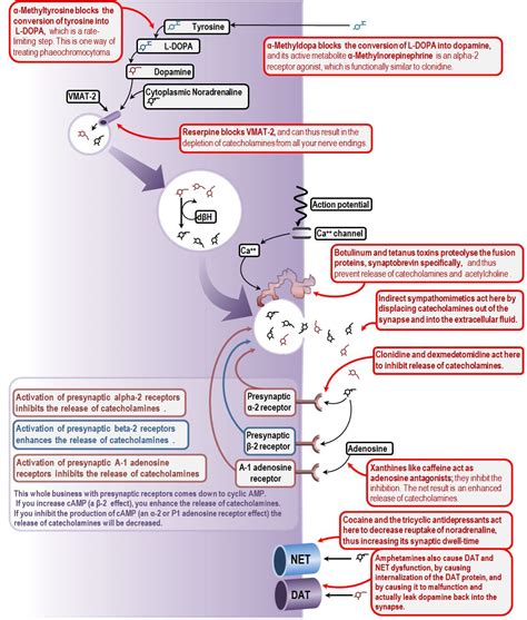 Catecholamine Neurotransmission As A Drug Target Deranged Physiology