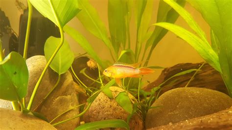 Apistogramma Agassizii fire red. The picture is not that great.. but ...