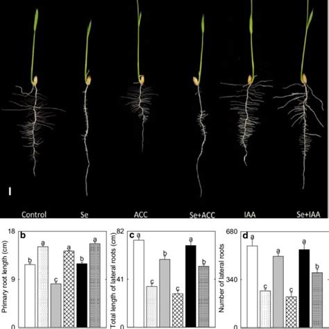 Effect Of Se And Tiba On Roots Of Rice Seedlings A Photography Of