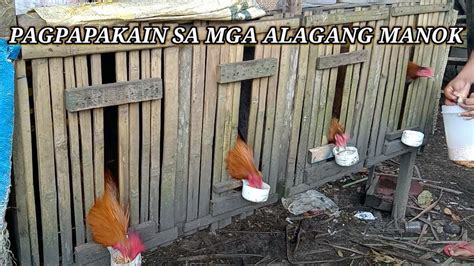 Pagpapakain Sa Mga Alagang Manok Keyay Sebuala Youtube