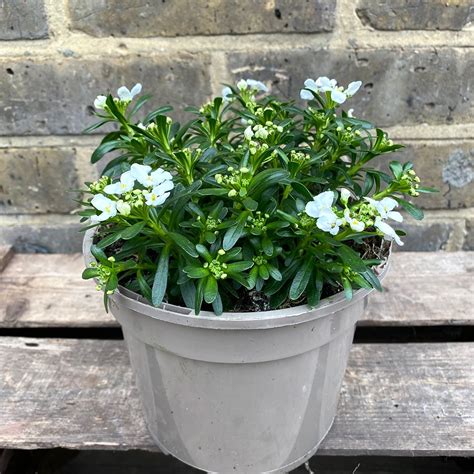 Iberis Sempervirens Snowsurfer Forte Pot Size 2ltr Perennial The