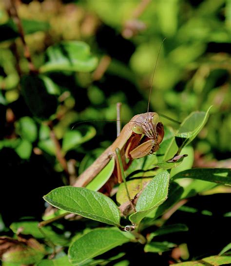 Praying Mantis Photograph By Christopher Reed Fine Art America