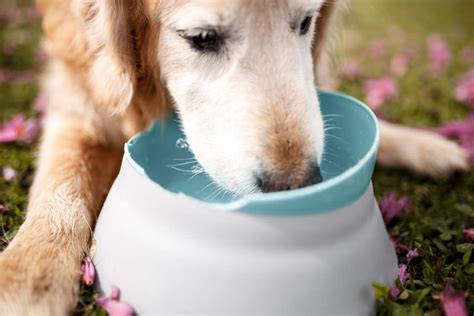 Cane Quanta Acqua Ha Bisogno Di Bere Al Giorno E Come Capire Se Lo Fa