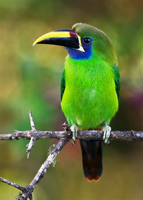 Aves Animales De Venezuela