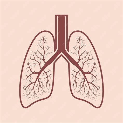 Premium Vector Human Lung Anatomy Respiratory System Graphics