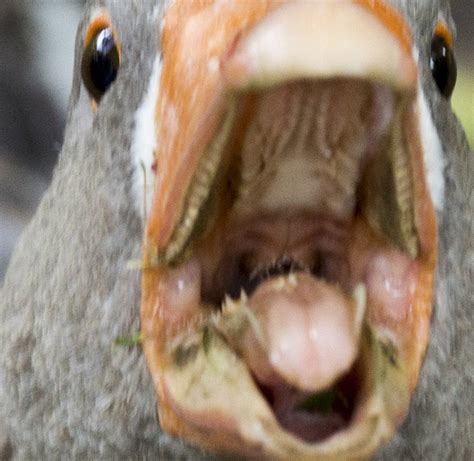 Inside Duck Mouth