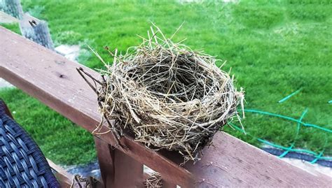 The Powerful Symbol Of Finding A Bird Nest Meaning