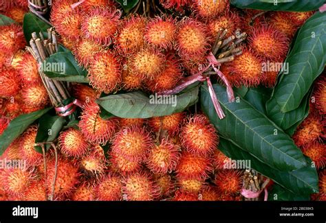 The Rambutan Nephelium Lappaceum Is A Medium Sized Tropical Tree In