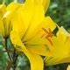 Van Zyverden Lilies Premium Ot Hybrid Yellow Planet Set Of Colossal