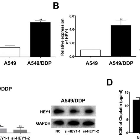 Expression Of HEY1 In A549 And A549 DDP And Effects Of Knocking Down