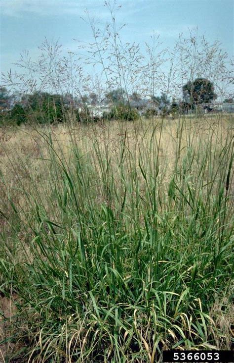 Switchgrass Panicum Virgatum