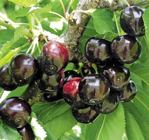 Best Fruit Plants To Grow In Your Garden My Lovely Corner