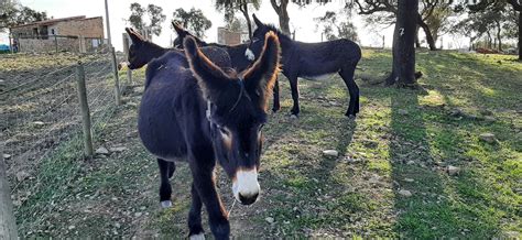 Vende Se Burros E Burras Da Raça Burro De Miranda E Burro Comum