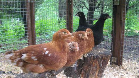 Getting Started Pullets From Meyer Hatchery | Meyer Hatchery Blog