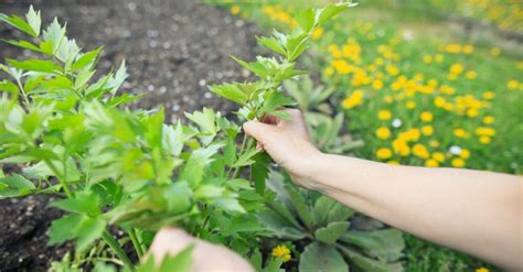 Potager L Gumes Perp Tuels Qui Repoussent Chaque Ann E