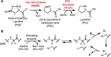 Molecular Basis For Catabolism Of The Abundant Metabolite Trans 4