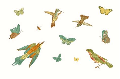 1 279 Butterflies Hummingbirds Stock Vectors And Vector Art Shutterstock