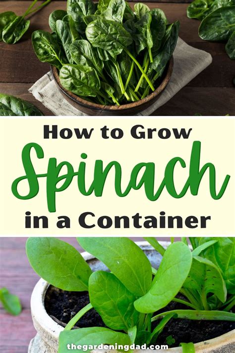 How To Grow Spinach From Seed Easy Tips Food Garden Container