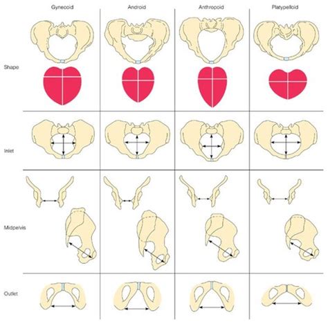 Anatomy Bony Pelvis In Labor