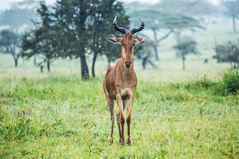 Premium Photo Topi Antelope At Serengeti National Park Tanzania