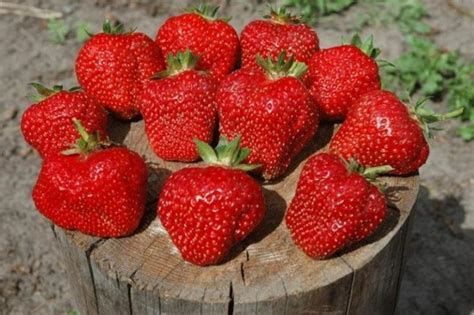 Самые крупноплодные сорта клубники и описание сортов