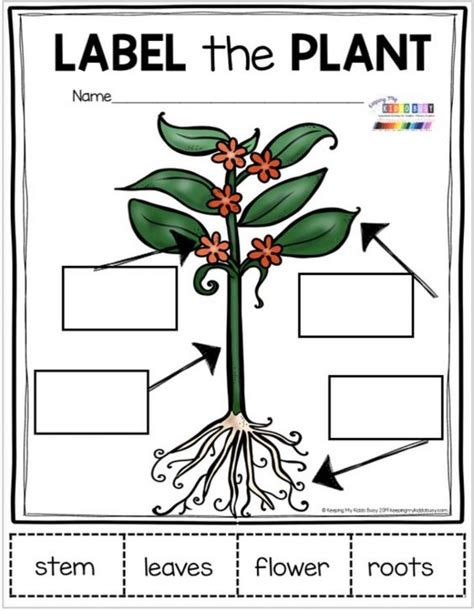 Parts Of The Plant Interactive Worksheet Plants Kindergarten Parts Of A Plant Plant Lessons