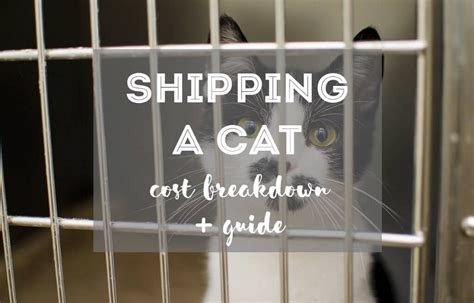 How To Ship Cat Overseas A Brief Guide