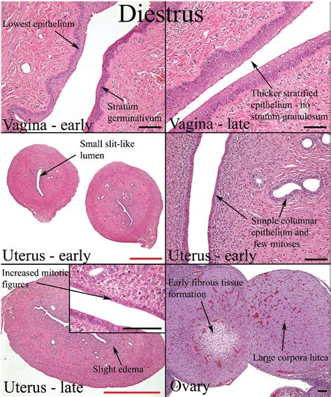 The Female Rat Reproductive Cycle A Practical Histological Guide To