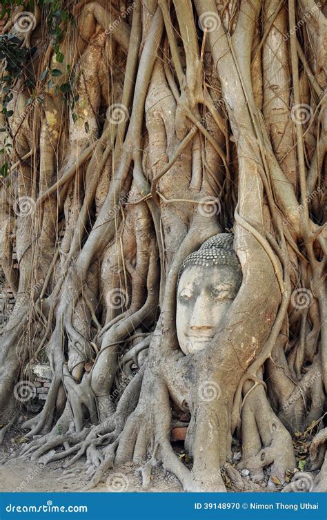 Estatua De La Cabeza De Buda En Baniano Foto De Archivo Imagen De