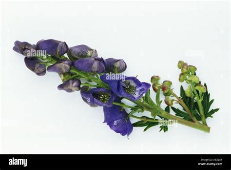 Medicinal Plant Monkshood Aconitum Napellus Eisenhut Stock Photo Alamy