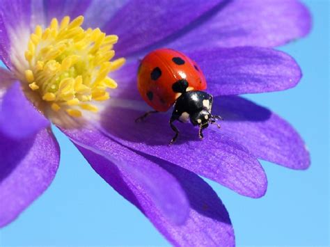 Free Ladybug Wallpaper Wallpapersafari