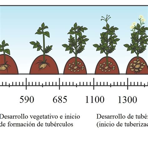 Estimación De La Duración Y Σ°d De Las Fases Fenológicas Para Una Fecha