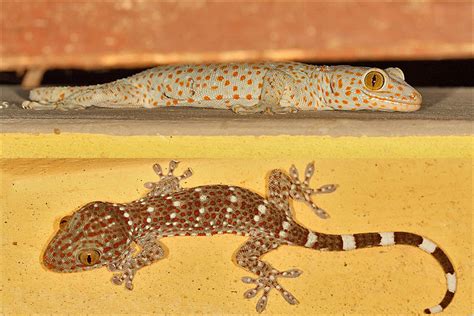 Tokay Gecko — The Million Rupee Reptile Conservation India