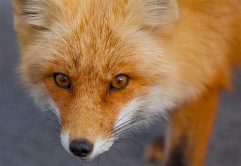 Red Fox Eyes — Anthony Quintano | Visual Journalist