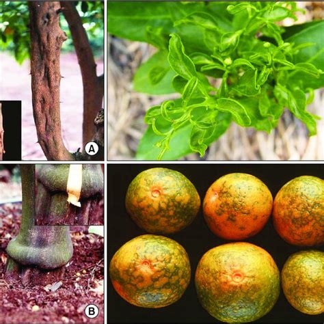 Pdf Development Of Multiplex Pcr For Simultaneous Detection Of Citrus