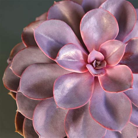 Echeveria ‘purple Pearl Tender Succulent Evergreen Indoor House Plant