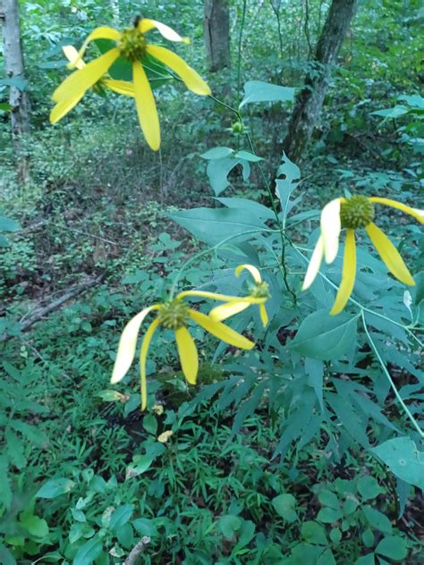 Sw Virginia Rwhatsthisplant