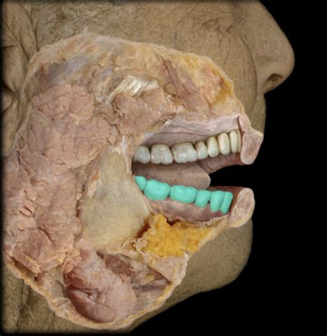 APR Digestive Salivary Glands Flashcards Quizlet