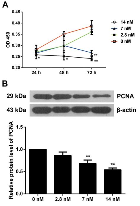 Triptolide Inhibits Proliferation Differentiation And Induces