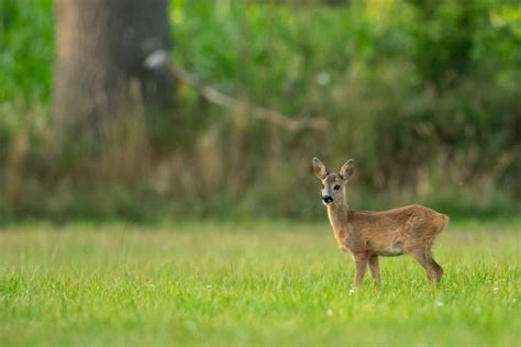 21 Wild Animals In Azerbaijan Wildlife In Azerbaijan Kevmrc