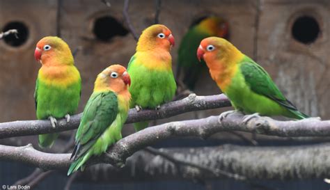 Agapornis Fischeri Fischers Lovebird Encyclopedia Of Parrots