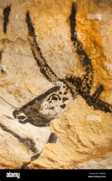 Prehistoric cave paintings of auroch (now extinct wild bull), Lascaux IV caves, Perigord ...